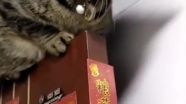 Funny cat compilation | Funny pet videos 05