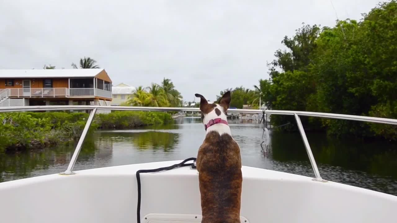 A dog that enjoys nature