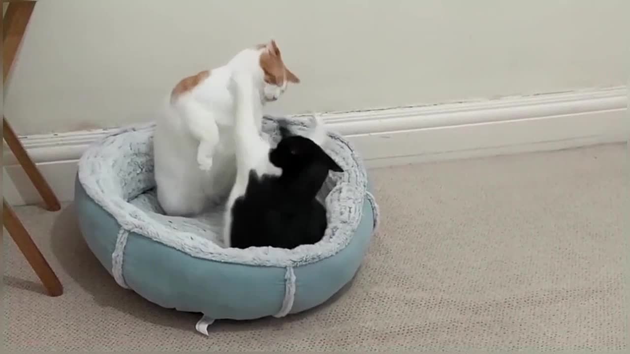 Cats Fight Over Bed