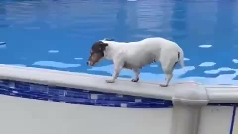 Dog In Swimming Pool . Funny animal videos