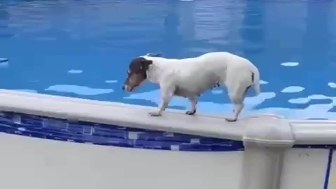 Dog In Swimming Pool . Funny animal videos