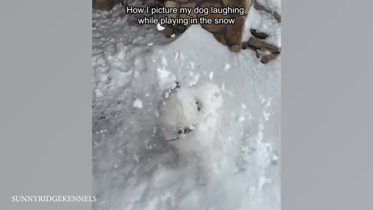 Funny dogs discovering snow for the first time