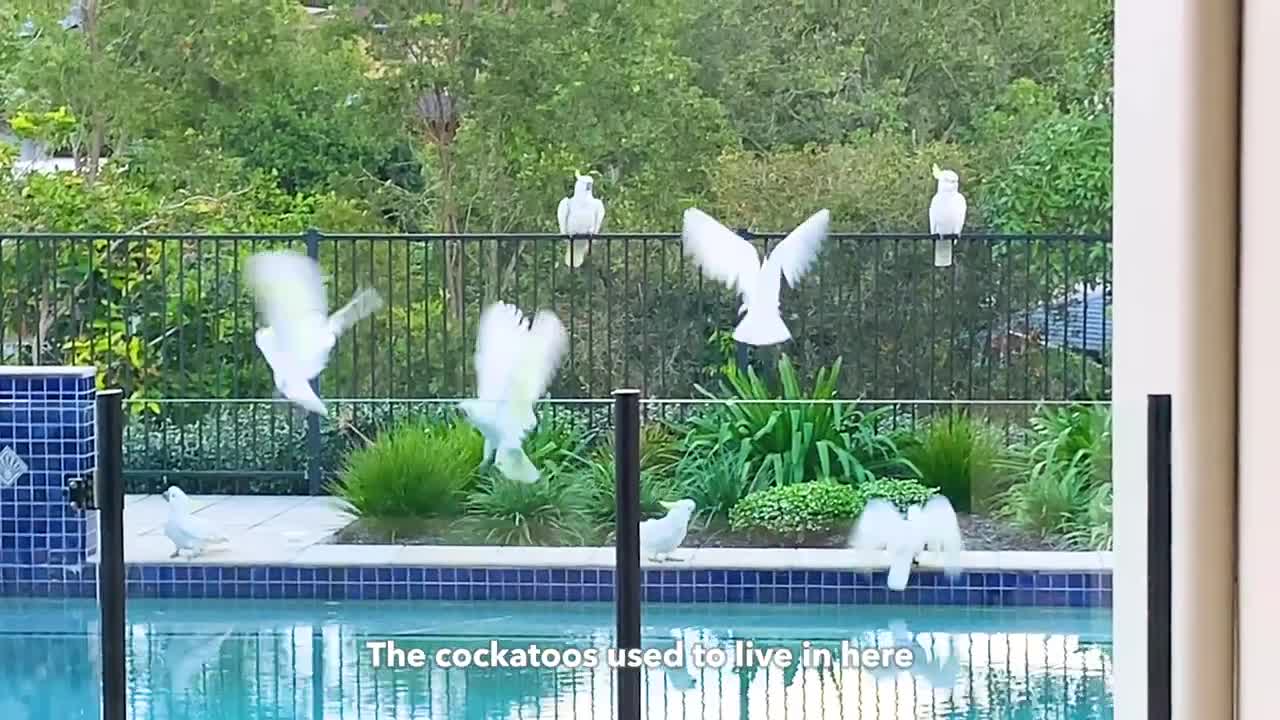 Wild Cockatoos Try Hard to Bite Juice out of My Fingers