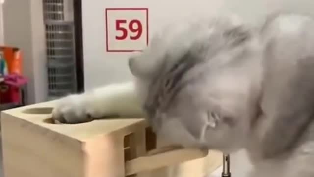 Sweet funny cat video