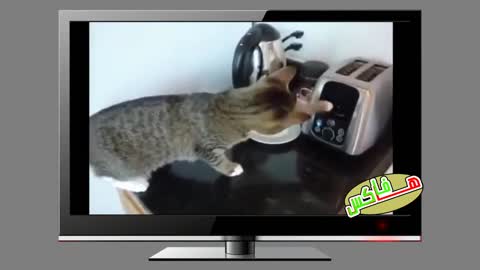 the cats