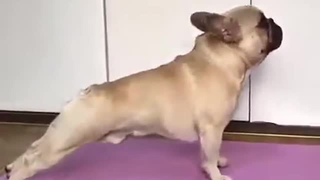 This Adorable Dog Doing Yoga | Amazing Dog