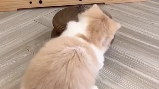 cat toys