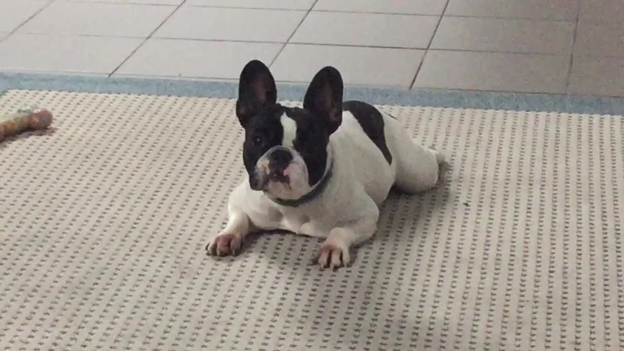 man prepares bulldog for intruders outside