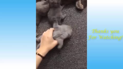 Cute funny dog and cats