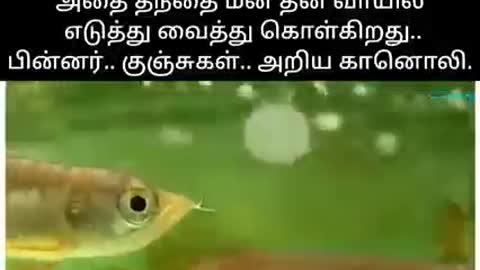 Amazing video fish born baby