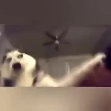 Only I have the right to do that, human!