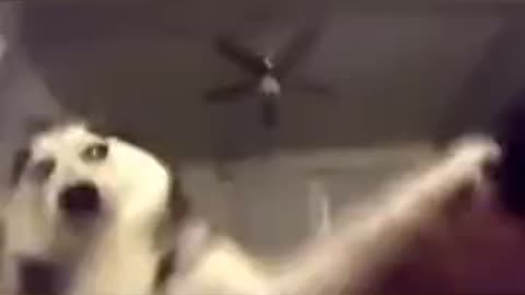 Only I have the right to do that, human!