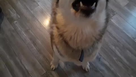 Husky Gives Kisses