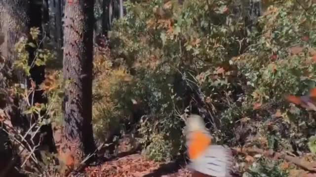 Butterfly heaven in Mariposa Monarca Biosphere Reserve, Mexico 🦋