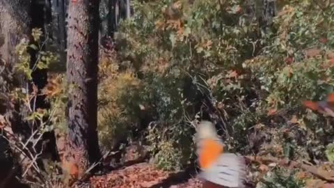 Butterfly heaven in Mariposa Monarca Biosphere Reserve, Mexico 🦋