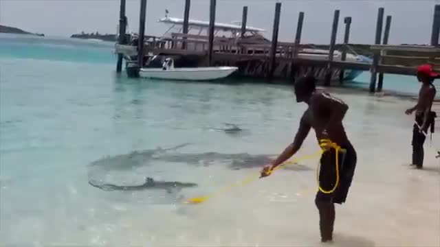 you wont believe this NASTY HUGE SHARK ATTACK -SEVERAL DIE AND ATTACKED GRUESOME