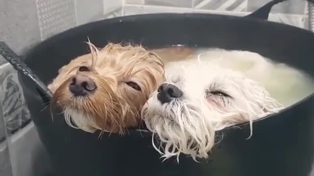 Comfortable for the dog