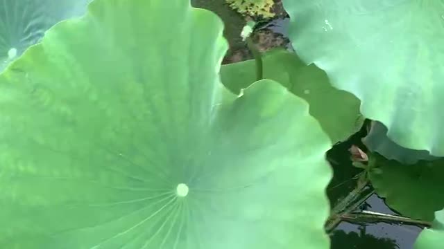 Water droplets on lotus leaves are like pearls