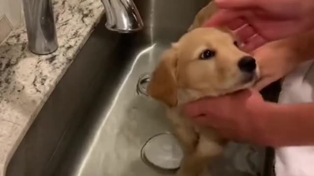 A puppy is well behaved when taking a bath.