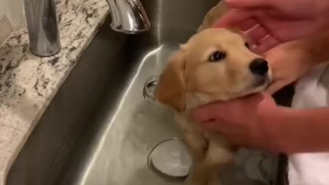 A puppy is well behaved when taking a bath.