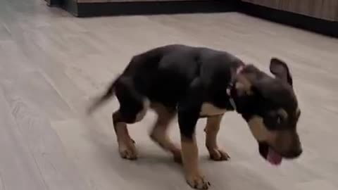 Cute Dog dancing :) must see!!!