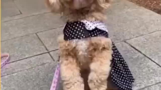 Top Funny Cute Dog Videos