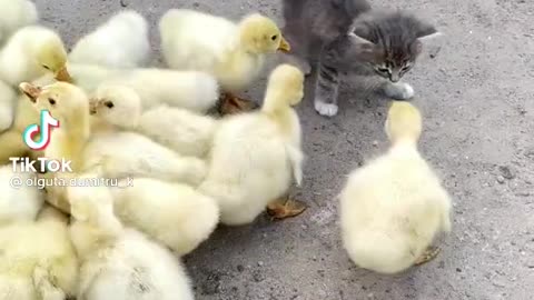 Duck attack on a kitten