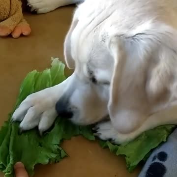 Labrador refuses to share tasty lettuce