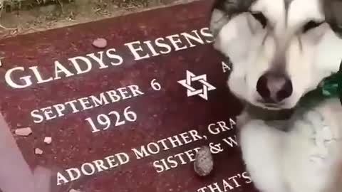 “Wiley, the wolfdog, crying at his grandmothers graveside. 🐺😪” *Sound on* 😭