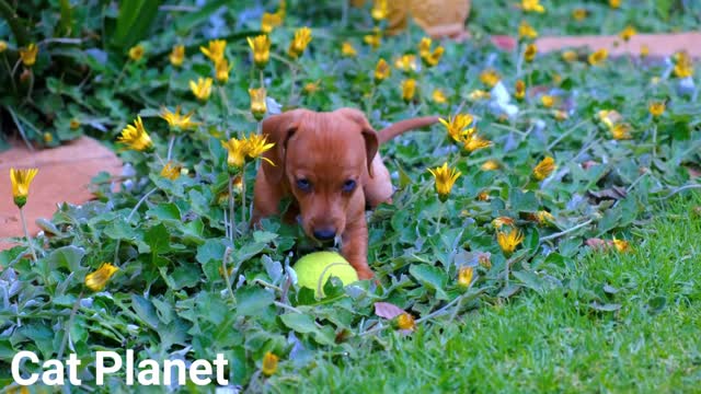 Cute doggies and babies compilation