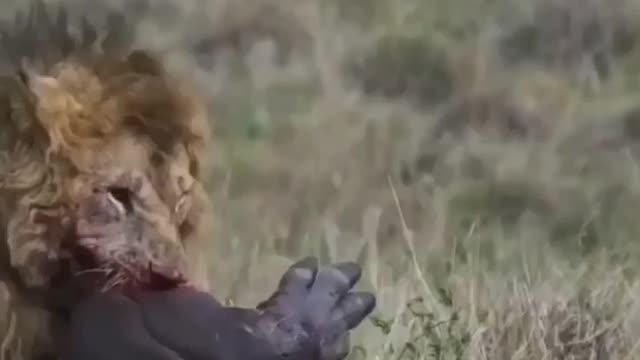 South Africa Forest Lion Hunting Hippopotamus