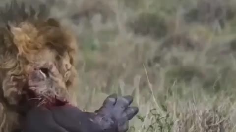 South Africa Forest Lion Hunting Hippopotamus
