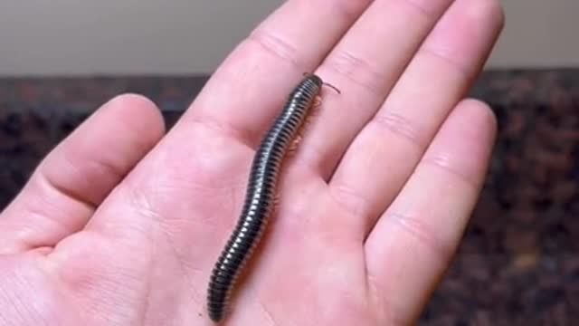 The growth of a Millipede