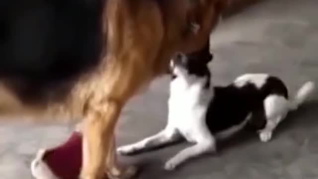 funny dogs video || dogs