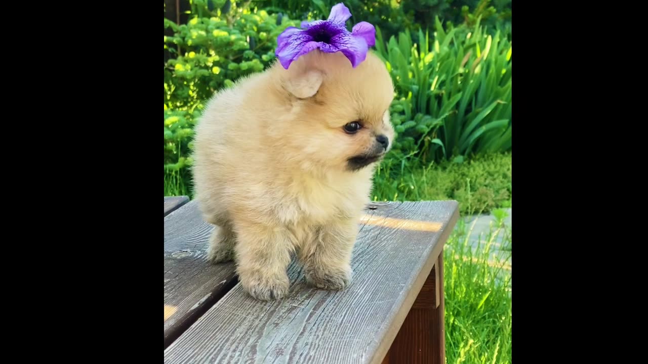 funny cats and dogs videos 2024