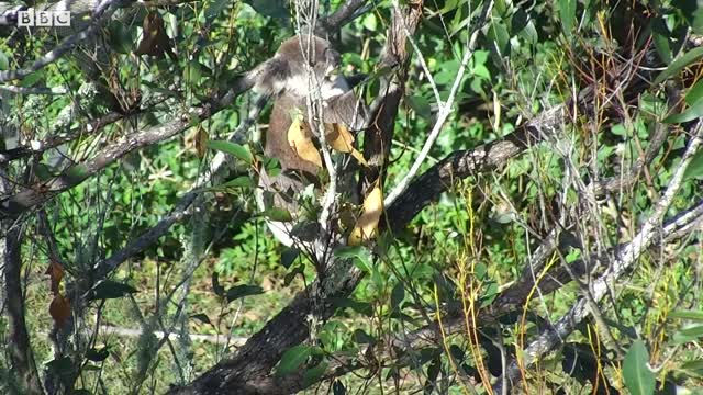 How Drones Are Helping Rescue Koalas From Forest Fires | BBC Earth Witness | BBC Earth