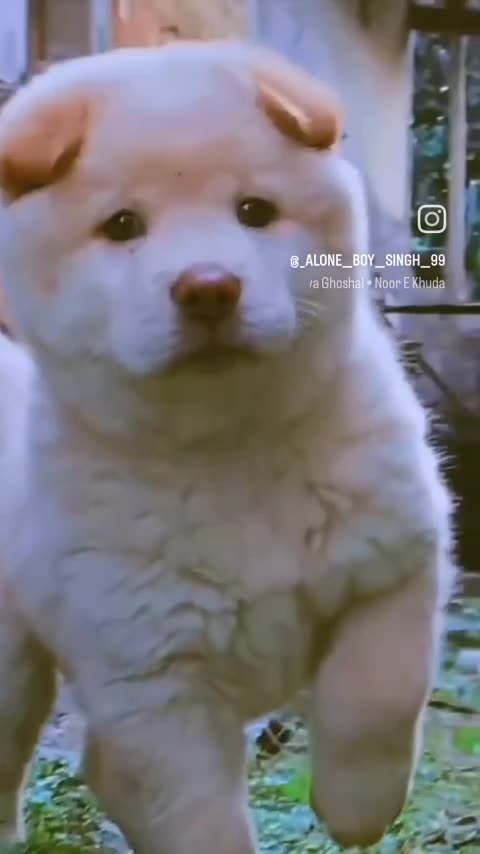 Cute puppy animal beautiful animals 😻😍 lover anamal