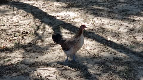 Shy Chicken 2