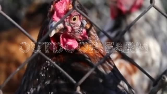 Relaxing Music, Outdoor Farm Sound, Beautiful Background Music, Sleep Music - @Hassan_ ツ