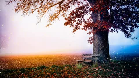 Relaxing Music | Sleeping, Meditation, Stress Relief | [1460] ⭐️