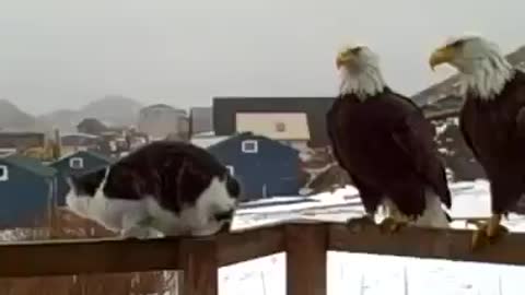 #Hawk #petting# #cat# but #shock