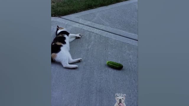 Funny cats& Cucumber