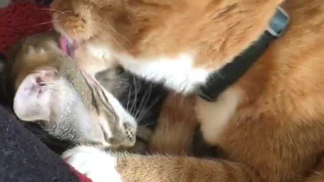 Orange cat licking brown cat