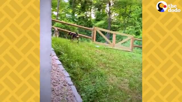 Watch This 10-Pound Adult Husky Get So Strong And Happy - The Dodo Faith = Restored