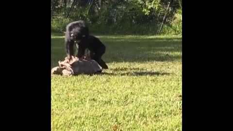 funny animal bloopers