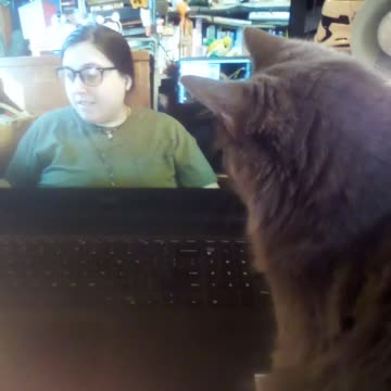 The Kitty in the Mirror