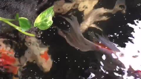 fish feeding moments