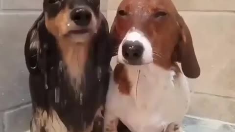 Best Funny Animal Videos 2022 😺 Funny Dog Videos 2022 😁 Funniest Dog Videos 😁😇