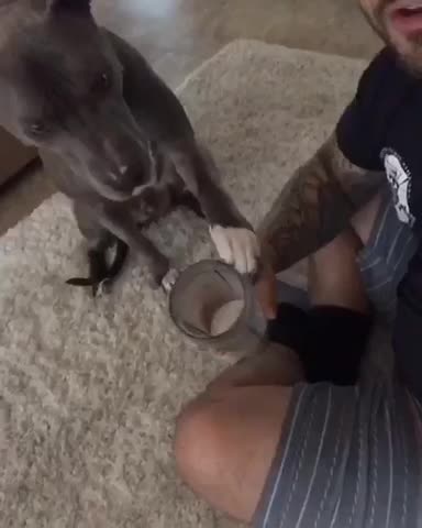 Pitbull trying to steal a sip