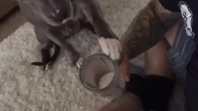 Pitbull trying to steal a sip